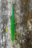 Felsuma - Phelsuma sundbergi - Seychelles Giant Day Gecko o1303